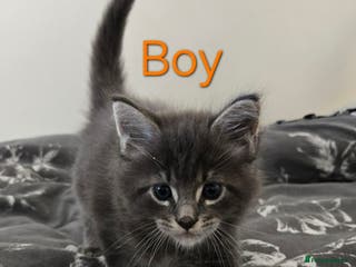 Maine Coon cats 3 Maine coon boys. - Advert 3