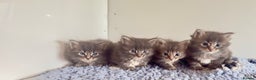 Maine Coon cats for sale: Plush PusZ XXL TICA registered Maine Coon Kittens - Advert 14