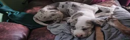 Cane Corso dogs for sale: READY NOW! 4 Female Cane Corso puppies for sale  - Advert 24