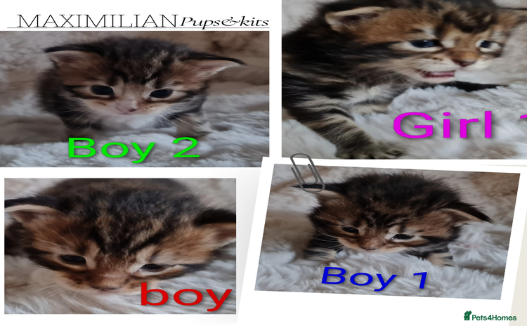 Maine Coon cats - Advert 1