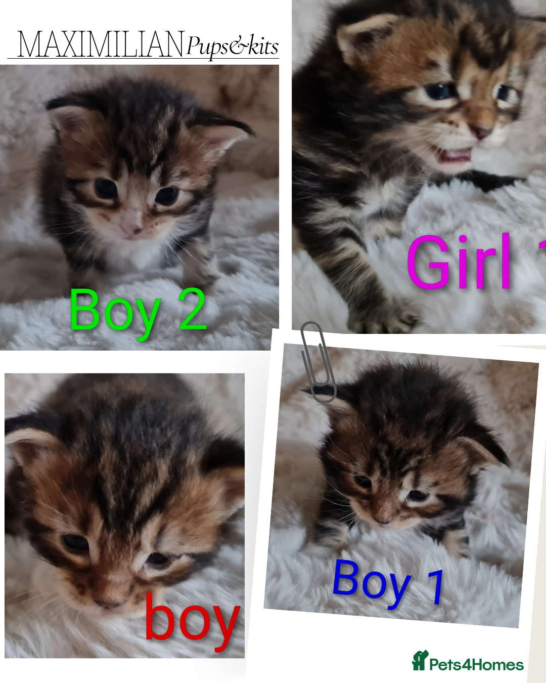 Maine Coon cats for sale: 100% Maine Coon Kittens DNA HEALTH TESTED PARENTS  - Image 1