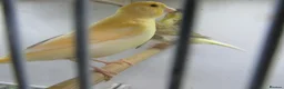 Canaries birds for sale: Young canary chicks for sale aviary bred in St. Neots - Advert 6