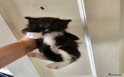 Mixed Breed cats for sale: Kittens for sale ready to leave to good homes  - Image 1