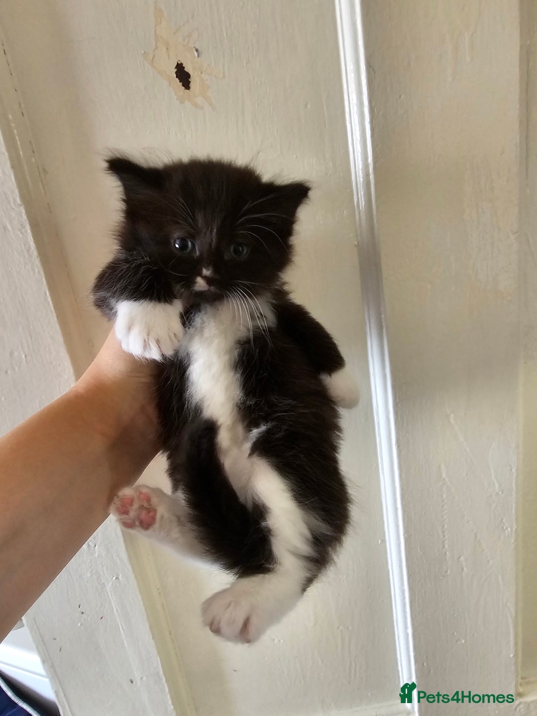 Mixed Breed cats for sale: Kittens for sale ready to leave to good homes  - Image 1