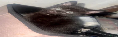 Domestic Shorthair 2
