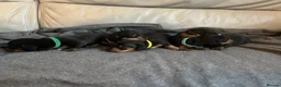 Miniature Dachshund dogs for sale: Miniature short haired Black and Tan puppies  - Advert 1