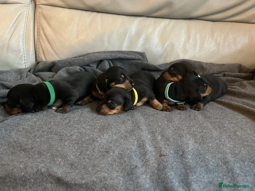 Miniature Dachshund dogs for sale: Miniature short haired Black and Tan puppies  - Advert 1