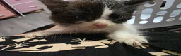 Mixed Breed cats for sale: Mixed kittens  - Advert 10