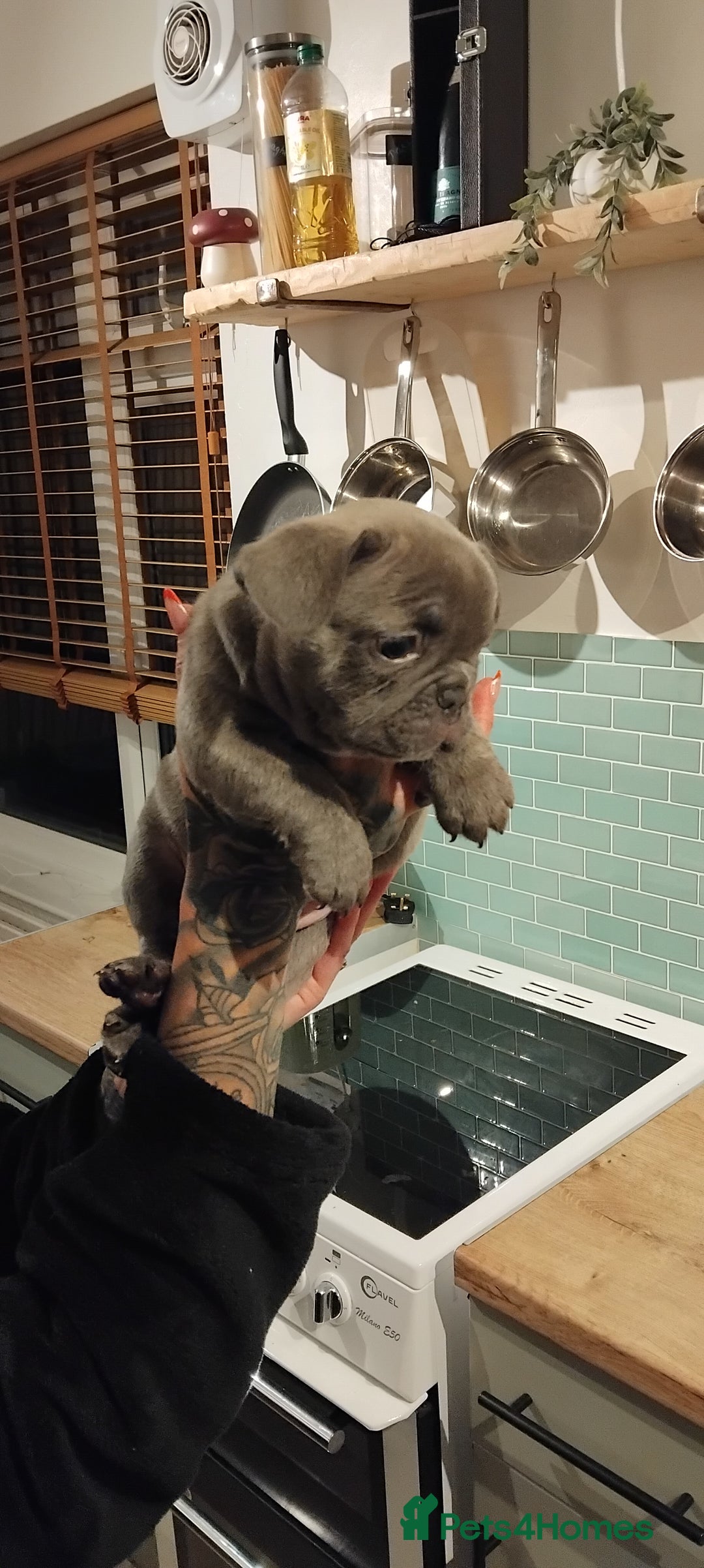 French Bulldog dogs for sale: French bulldog FLUFFY pups - Image 37
