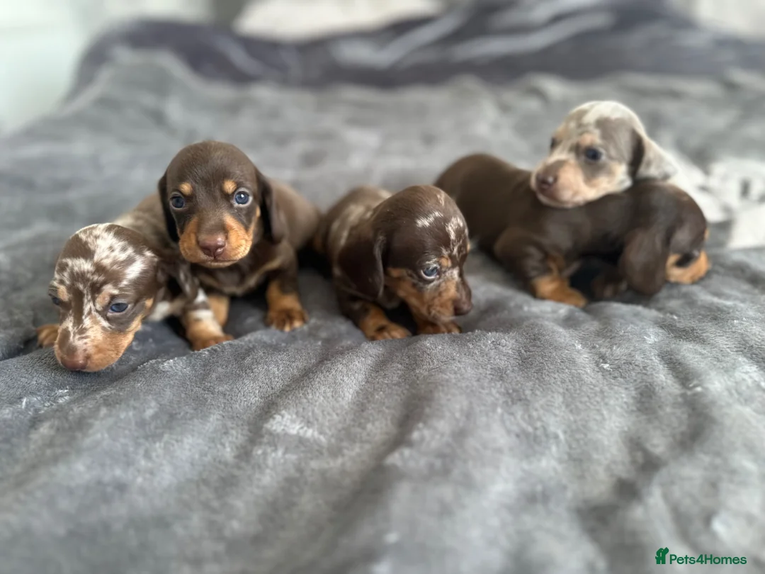 Miniature Dachshund dogs for sale: Miniature Dachshunds kc reg  - Advert 10