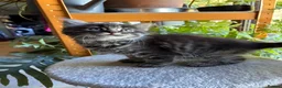 Mixed Breed cats for sale: Healthy , Energetic, Absolutely stunning 8  - Advert 28