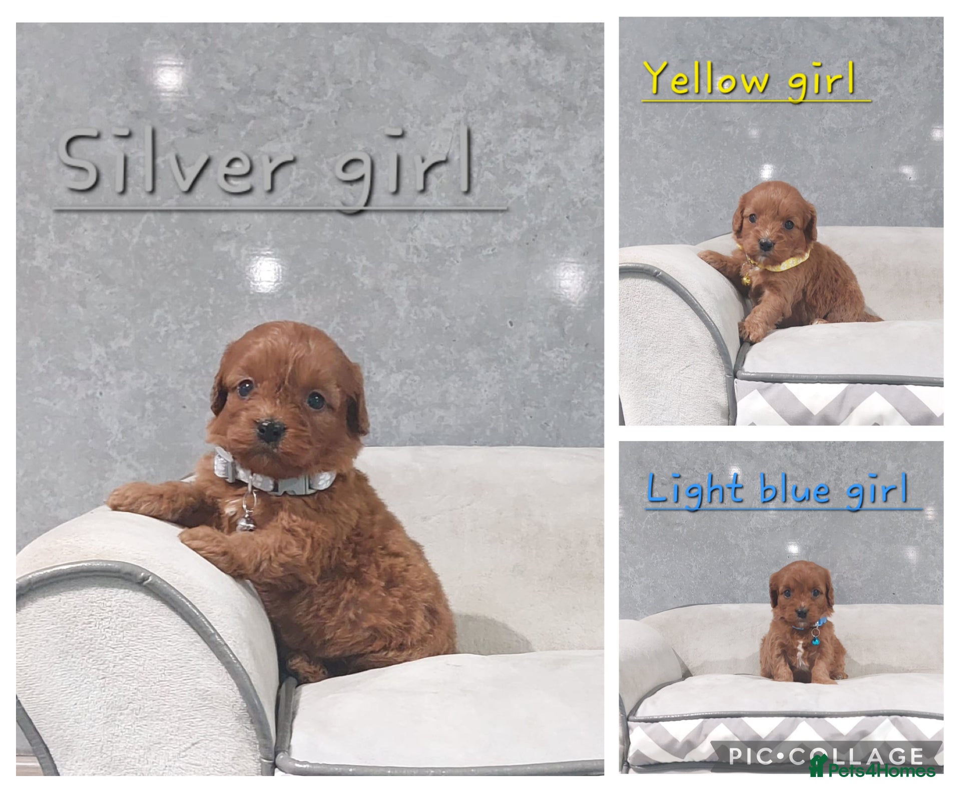 Cavapoo dogs Beautiful F1 Cavapoo puppies 🥰 - Advert 5