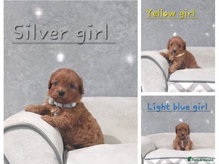 Cavapoo dogs Beautiful F1 Cavapoo puppies 🥰 - Advert 5