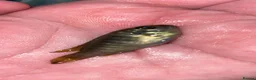 Cichlids fish for sale: african cichlids  in Barnsley - Advert 7