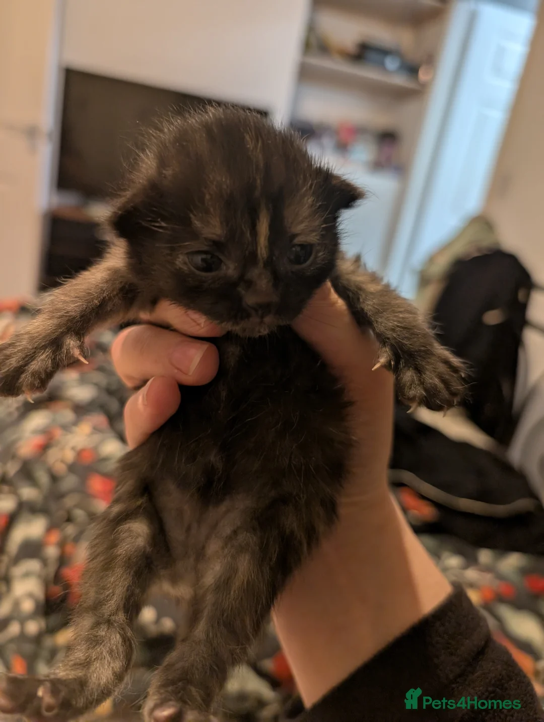 Mixed Breed cats for sale: Beautiful kittens born on  ** 's Day  in Middlesbrough - Advert 7