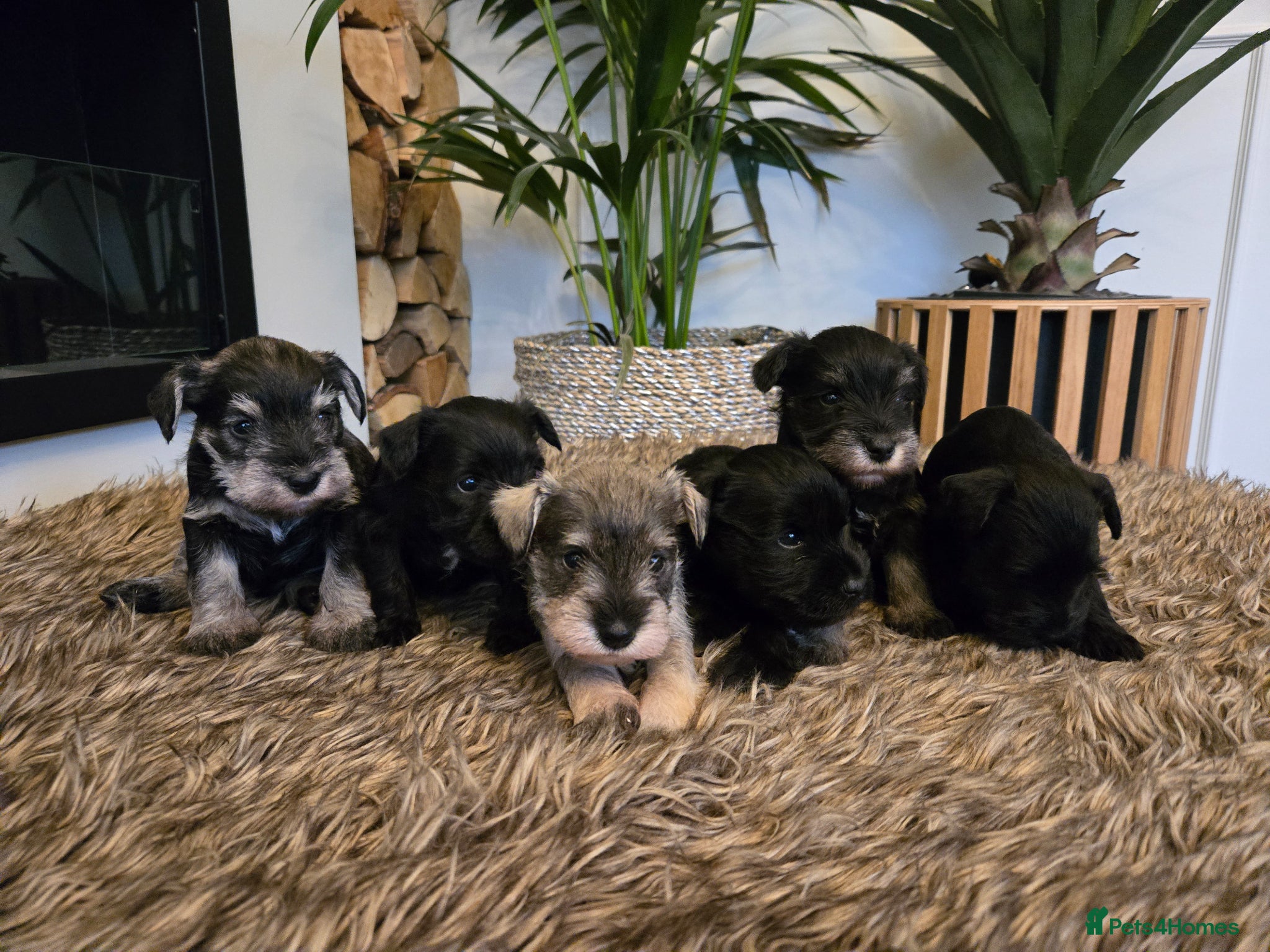 Miniature Schnauzer dogs 2 Black Miniature Schnauzers for sale - Advert 1