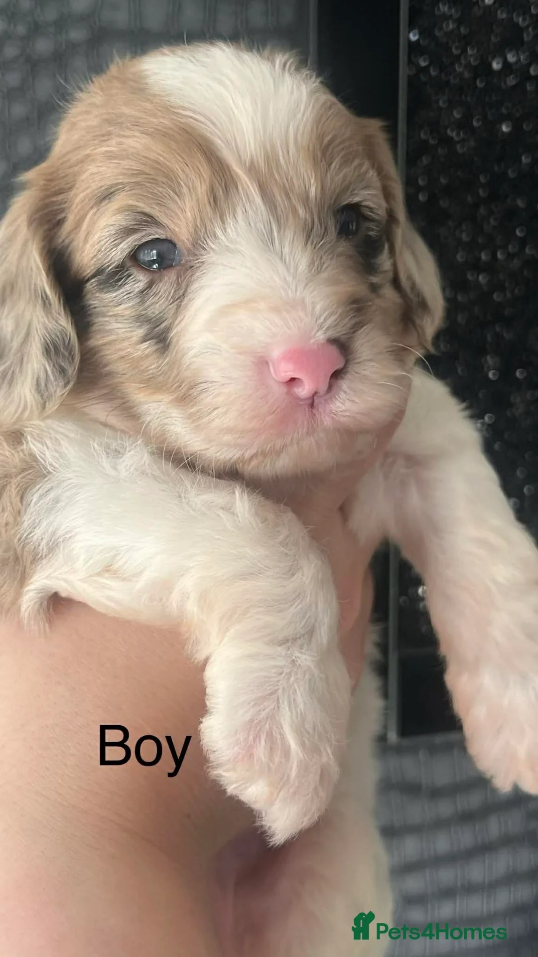 Sproodle dogs for sale: 💕Adorable Sprockerpoos Puppies , Ready 20th Apirl - Advert 1