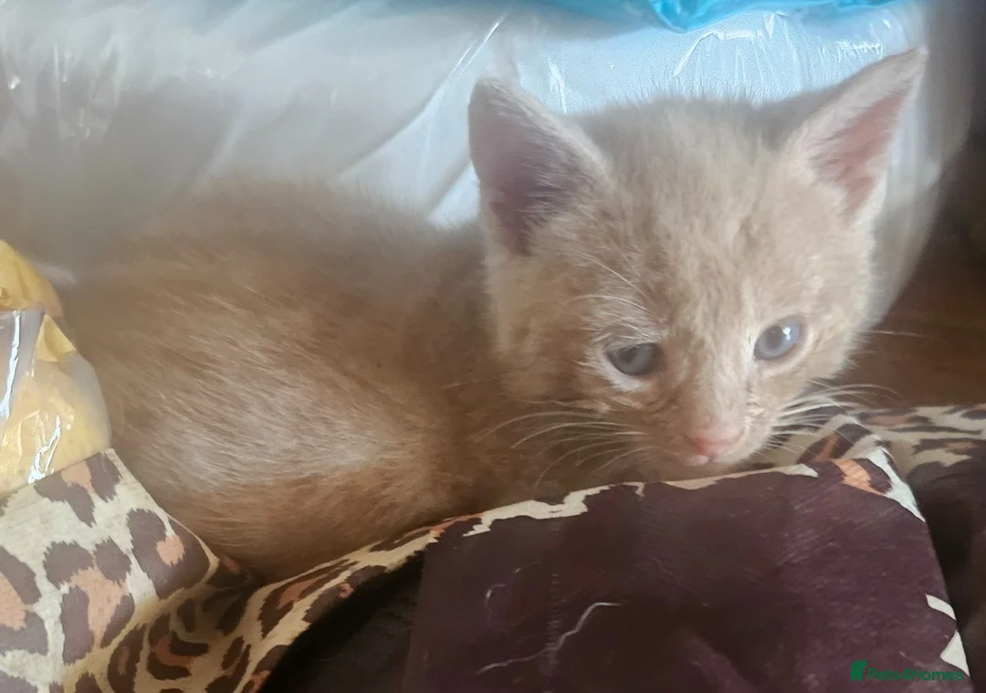 Mixed Breed cats for sale: 🐾 Gorgeous Kittens Available for Reservation 🐾 - Advert 16