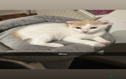 Mixed Breed cats for sale: Scottish Fold Mix with Domestic Shorthair (calico) - Image 4