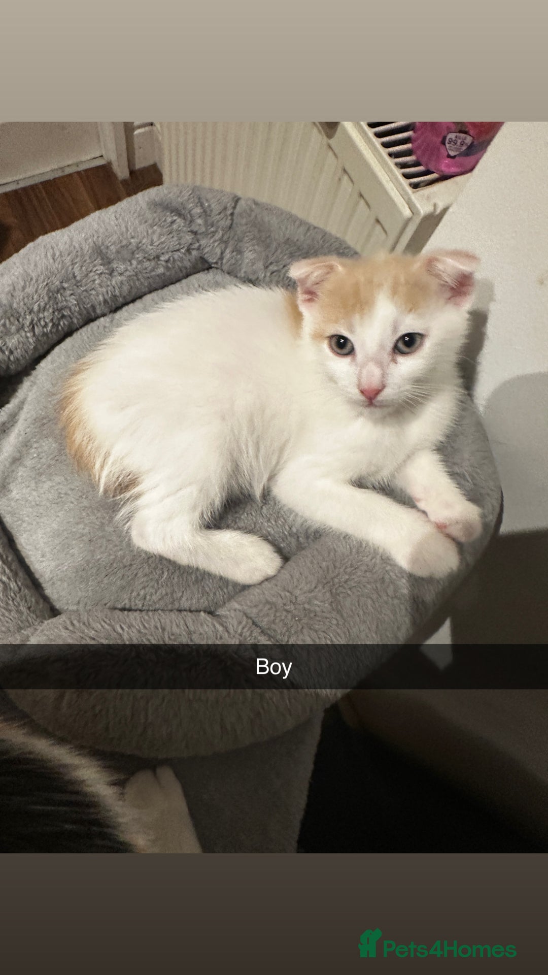 Mixed Breed cats for sale: Scottish Fold Mix with Domestic Shorthair (calico) - Image 4