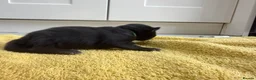 Mixed Breed cats for sale: Maine coon cross kittens ready for new homes - Advert 12