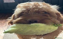 Hungarian Vizsla dogs for sale: Rehoming our beautiful boy Lake - Image 1