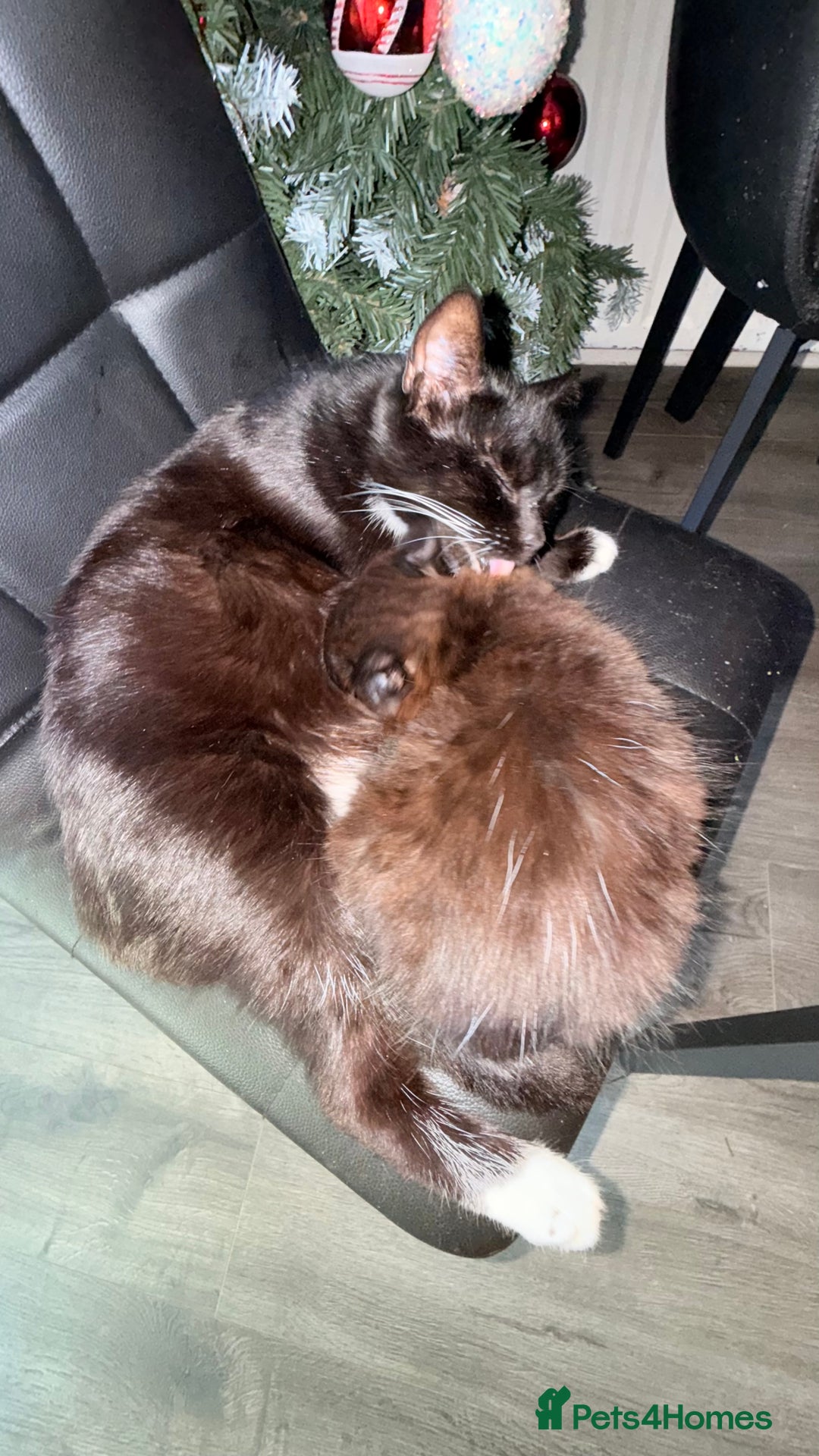 Mixed Breed cats for sale: Kitten boy - Advert 1