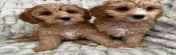 Cavapoo dogs for sale: EXTENSIVELY HEALTH TESTED F1 CAVAPOO BABIES  - Advert 3