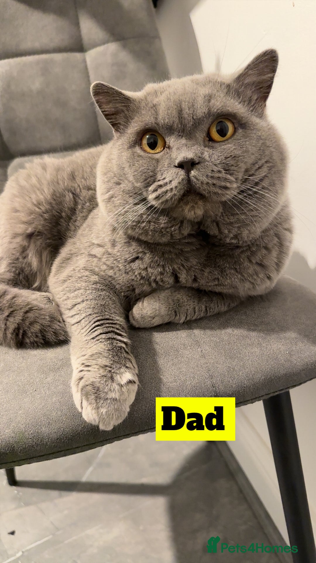 British Shorthair cats for sale: Full pedigree. Bsh kittens  - Advert 4