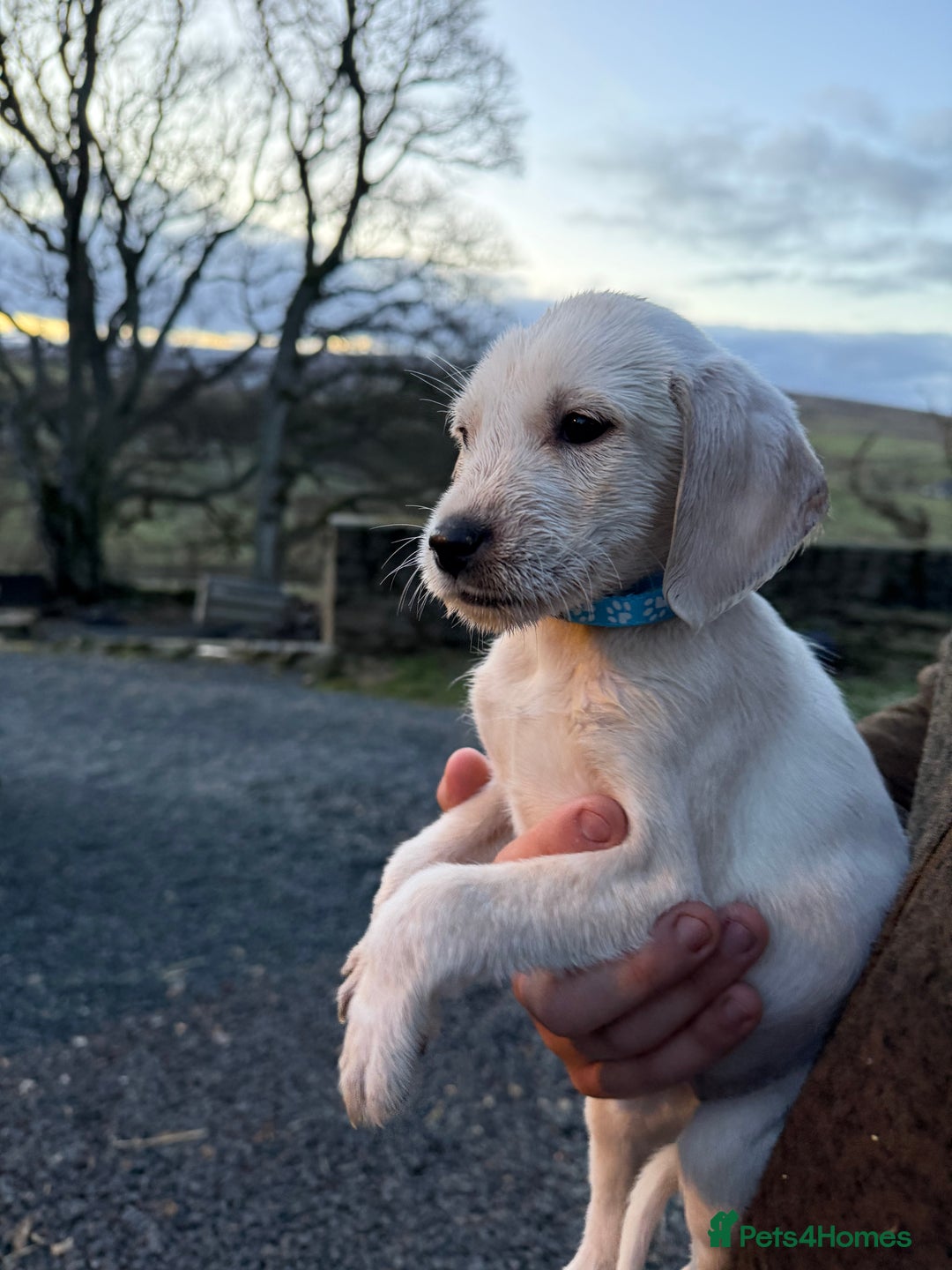 Mixed Breed dogs for sale: Stunning Labrador Pointer Puppies – Ready to go - Advert 36