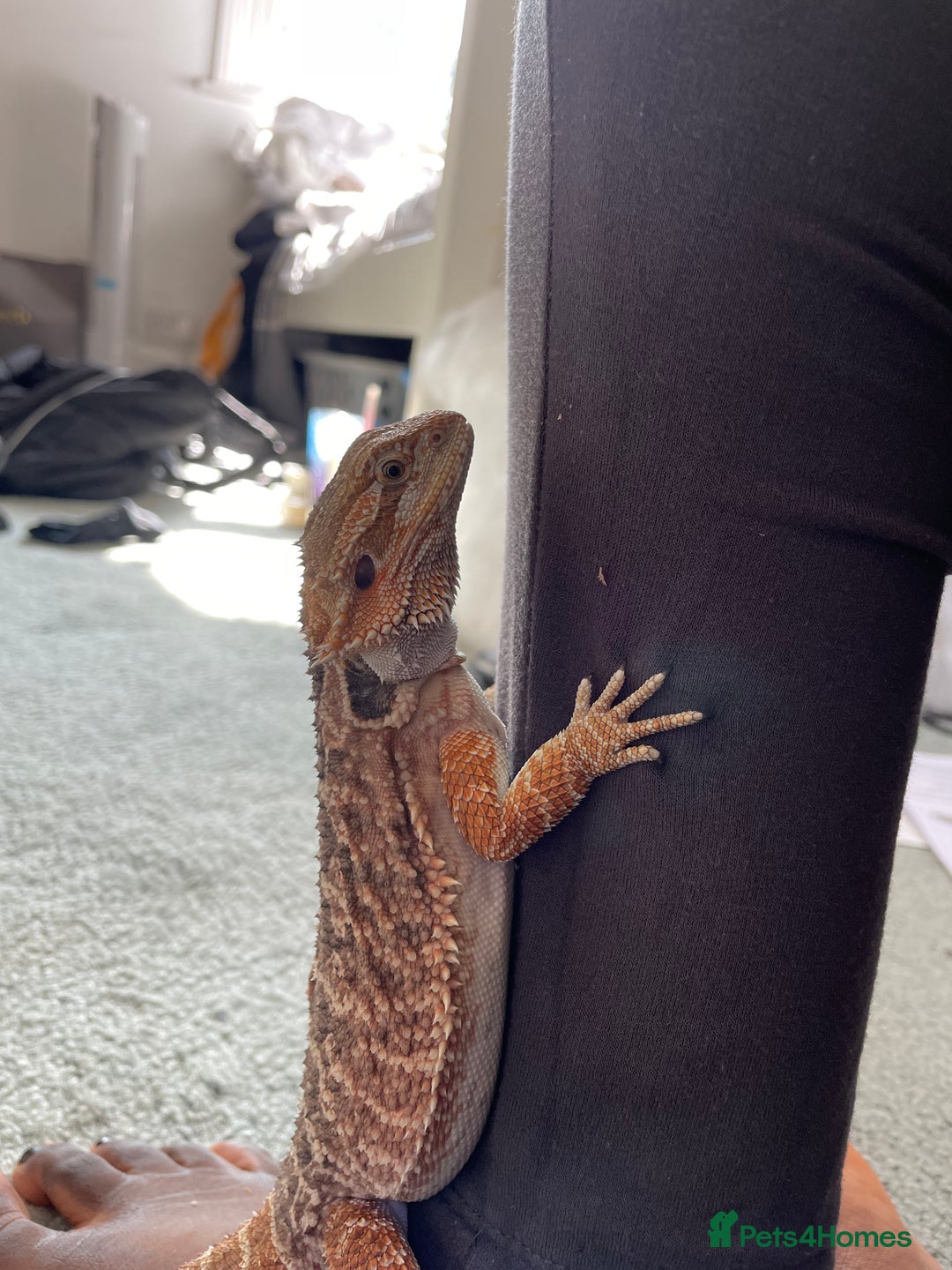 Bearded Dragon reptiles for sale: Henry Bearded dragon  - Image 3