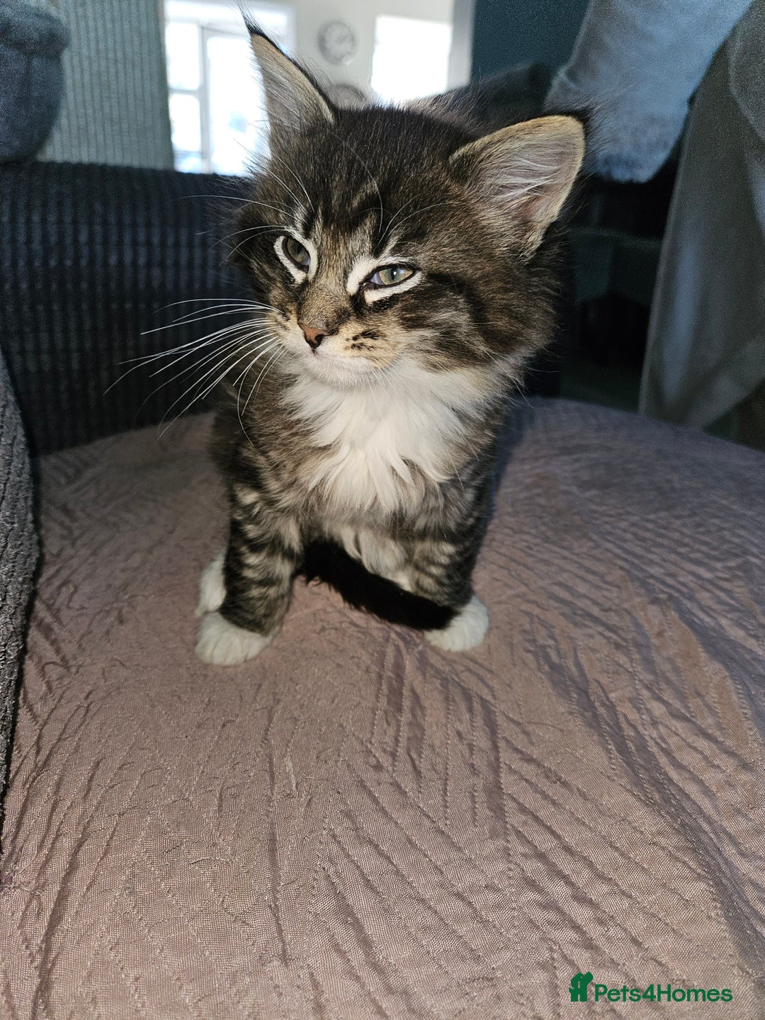 Maine Coon cats for sale: Beautiful main coon kitten ready for a new home. - Advert 11