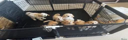 Cockapoo dogs for sale: F1bb cockapoo puppies  in Castle Douglas - Advert 15