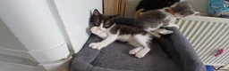 Mixed Breed cats for sale: 5 cuties looking for new forever homes - Advert 7
