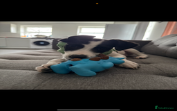 Mixed Breed dogs for sale: Bolt staffy and Jack russel mix  - Image 1