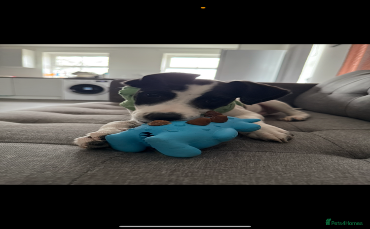 Mixed Breed dogs - Advert 1