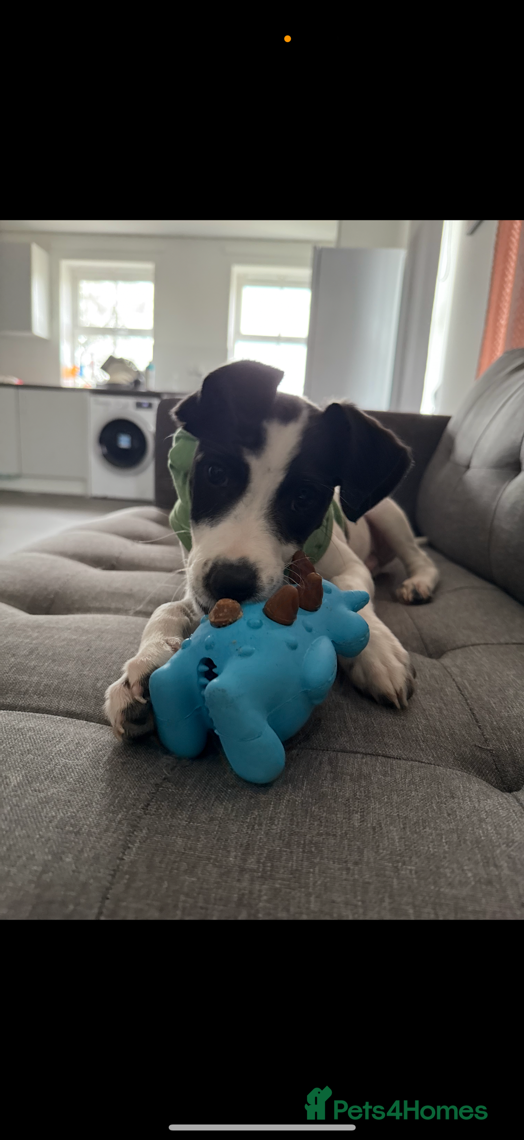 Mixed Breed dogs for sale: Bolt staffy and Jack russel mix  - Image 1