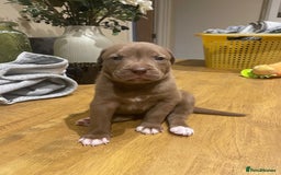 Mixed Breed dogs for sale: 9 Gorgeous pups looking for their forever home - Image 29