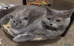 British Shorthair cats for sale: Beautiful BSH Kittens from the champion lines - Image 13