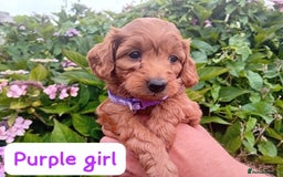Goldendoodle dogs for sale: Stunning Miniature Goldendoodles - Image 24