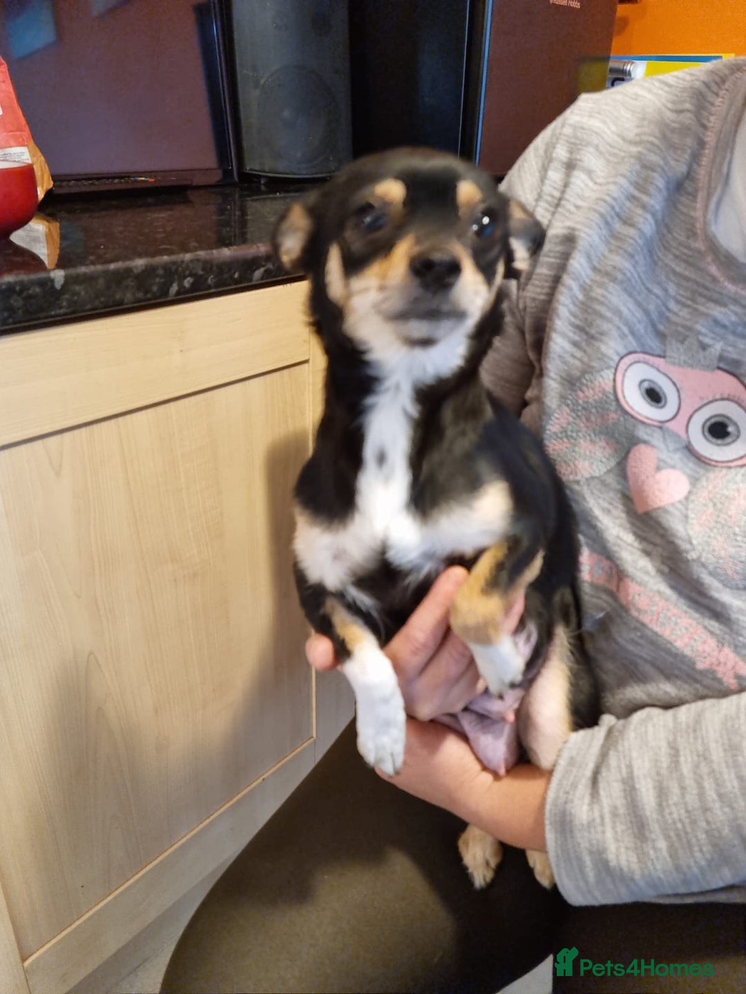 Chihuahua dogs for sale: Chihuahua Puppies For Sale - Advert 1