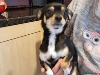 Chihuahua dogs Chihuahua Puppies For Sale - Advert 5