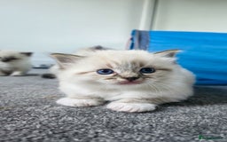 Ragdoll cats for sale: Beautiful kittens looking for their forever home - Image 11