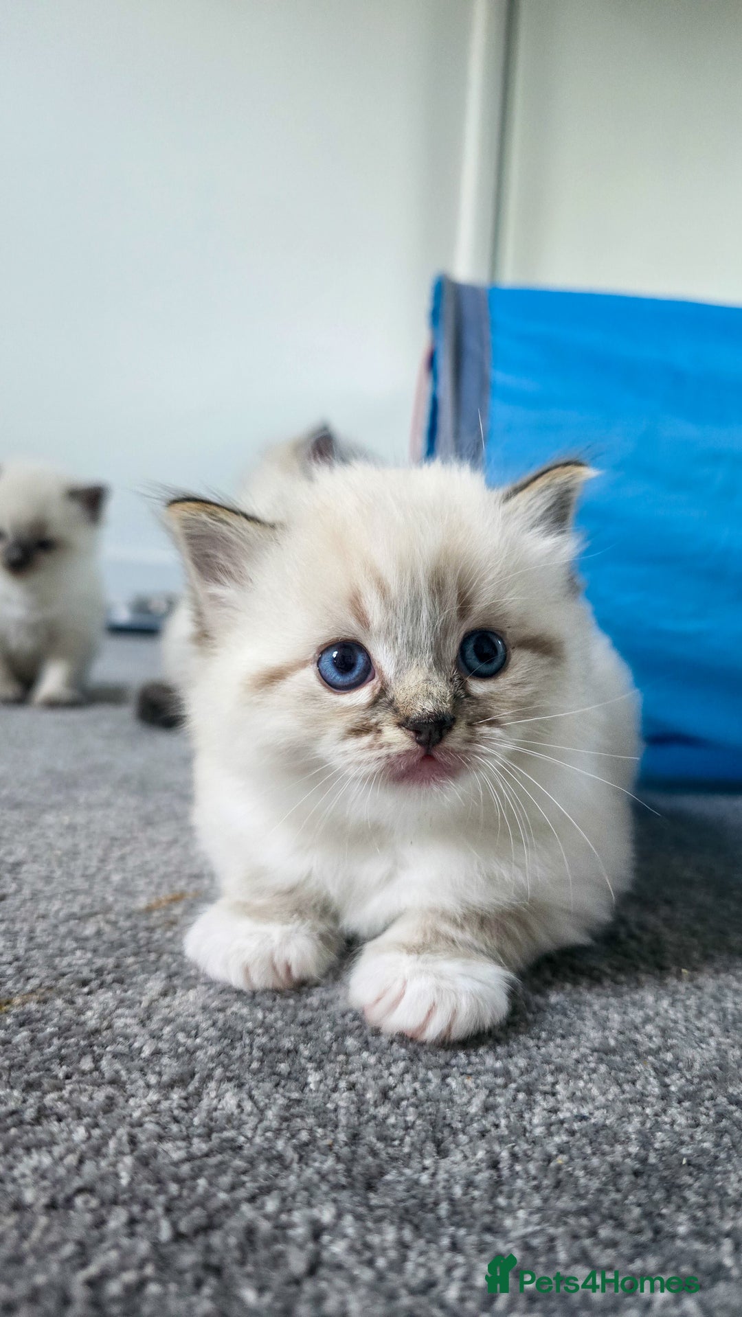 Ragdoll cats for sale: Beautiful kittens looking for their forever home - Image 11