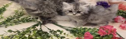 Persian cats for sale: Beautiful Persian babies ready now   - Advert 13
