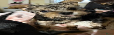 Yorkshire Terrier Puppy 2
