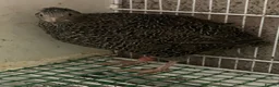 Quail poultry for sale: Japanese quails  - Advert 7