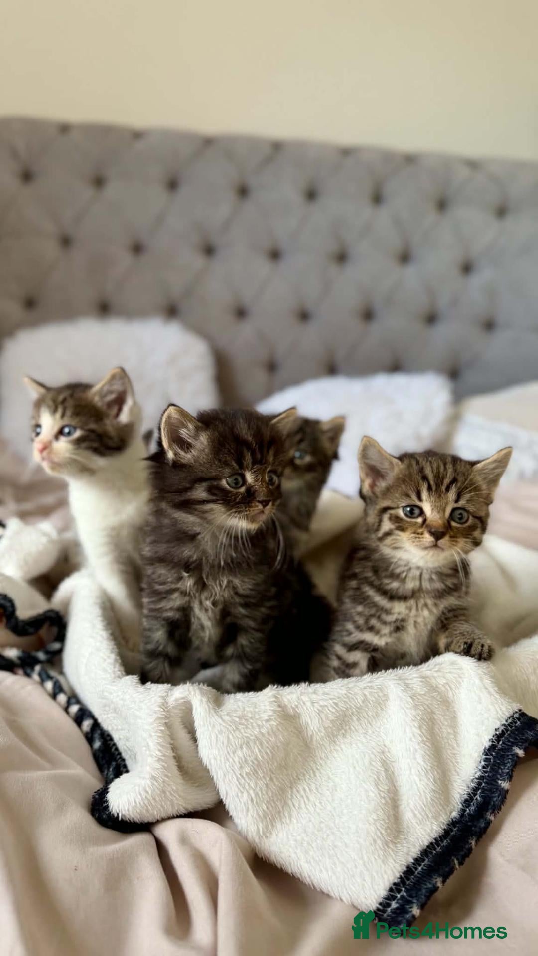 Mixed Breed cats Kittens looking for new home - Advert 4