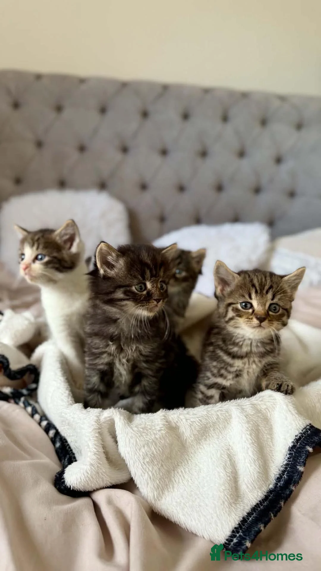 Mixed Breed cats for sale: Kittens looking for new home in Mansfield - Advert 1