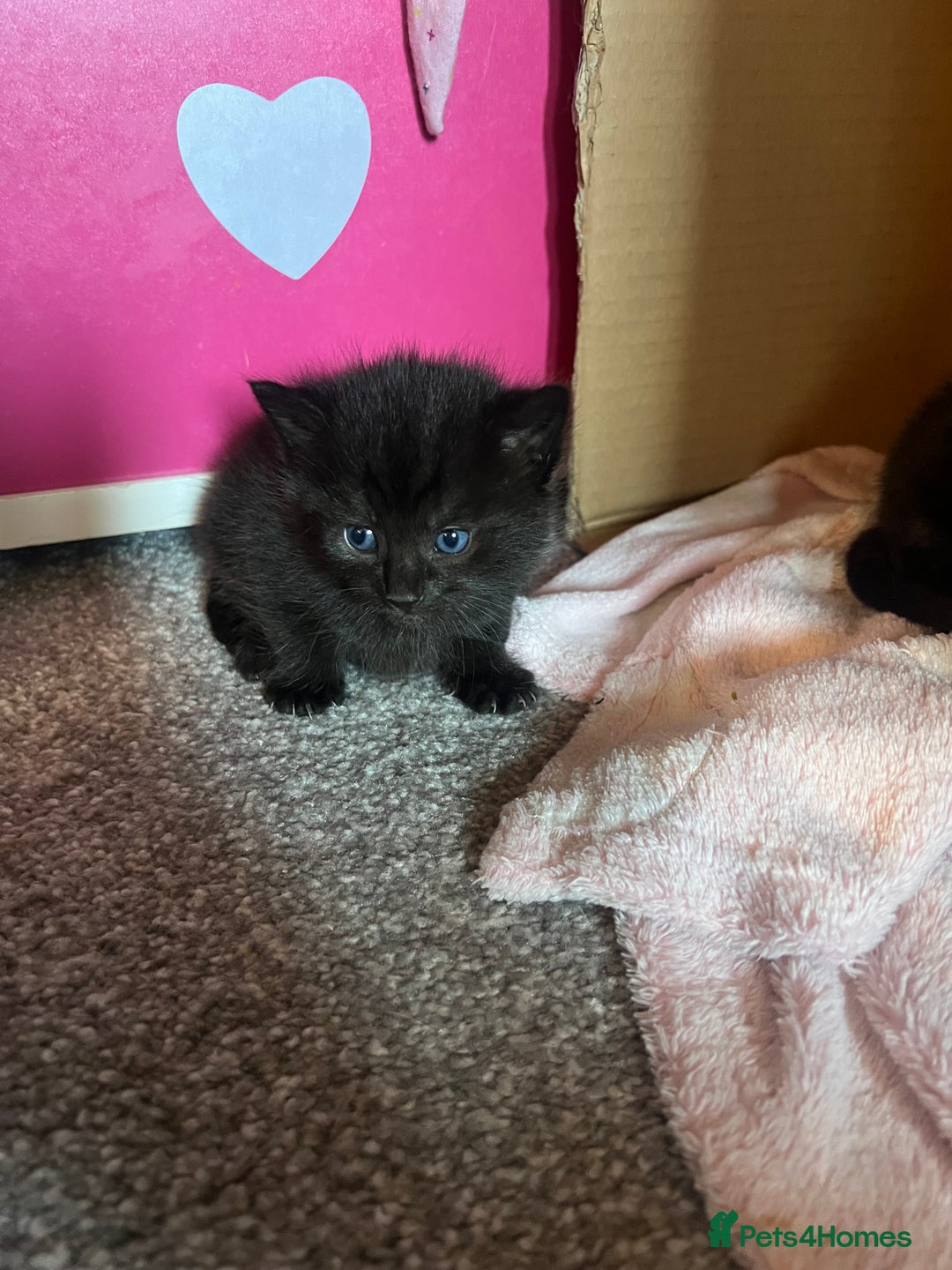 Siamese cats for sale: 3x Beautiful Siamese crossed tabby kittens  - Image 2